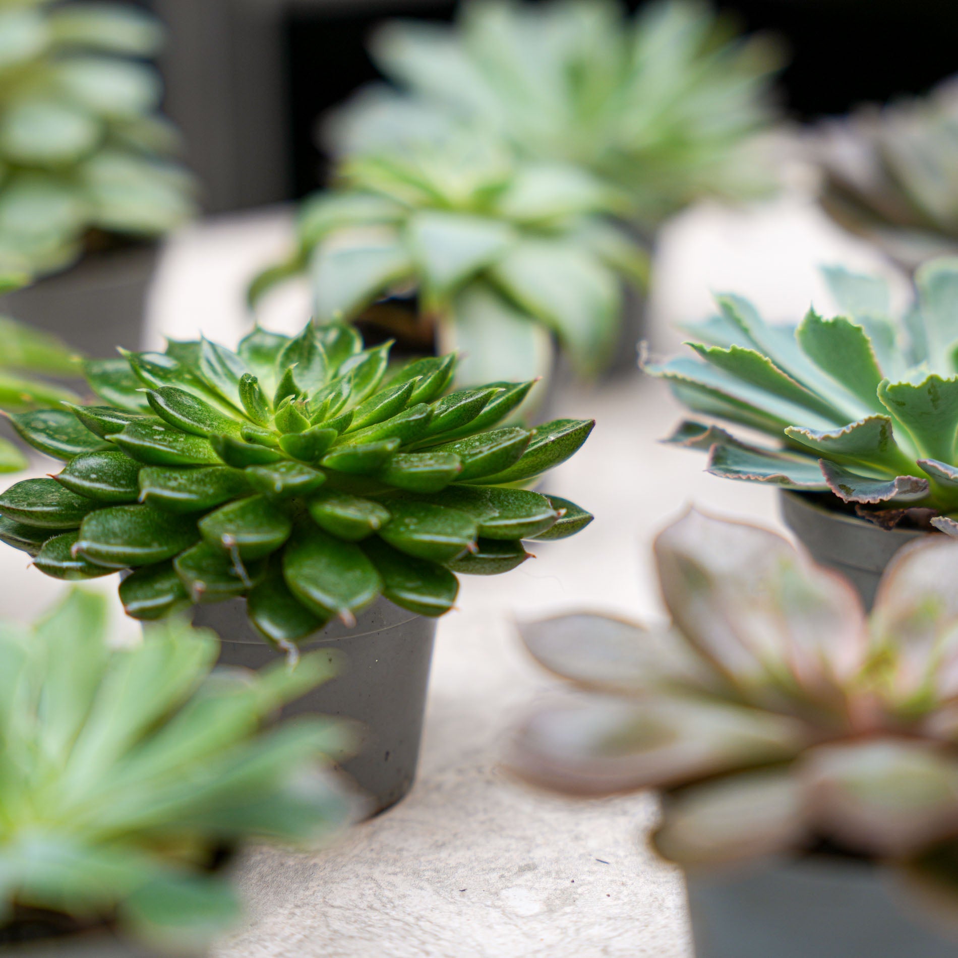 Succulent Mix Set - Assorted Succulents In 6 Cm Pots (8–12 Cm High)